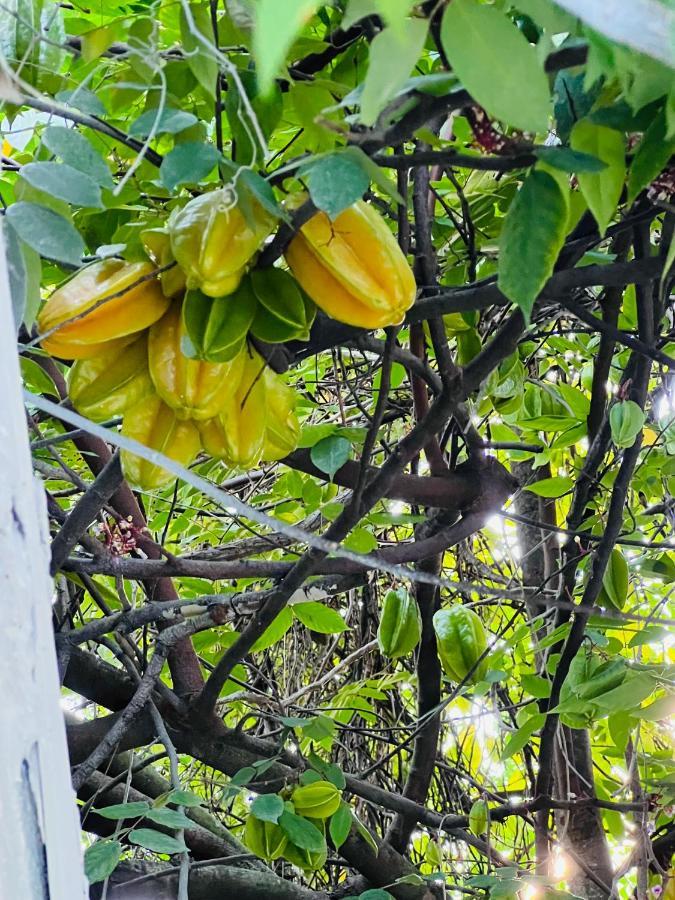 3Bdrm Fruit Tree Home Near Downtown Ορλάντο Εξωτερικό φωτογραφία